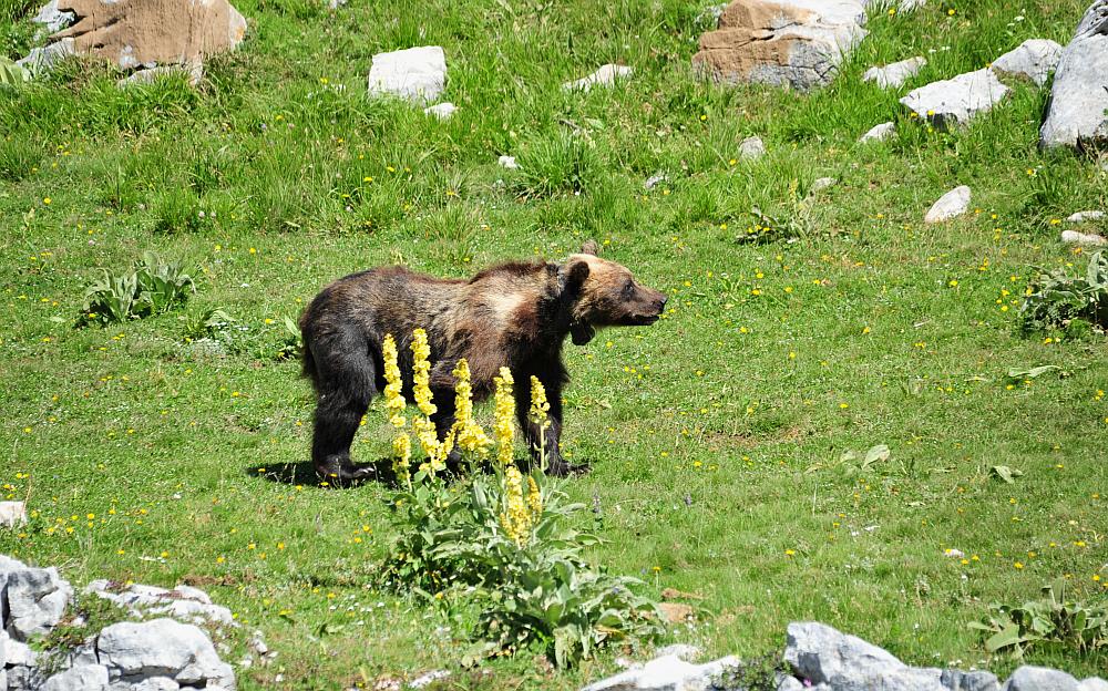 Obiettivo centrato: l''orso bruno marsicano.